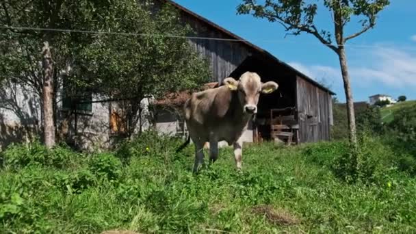 Touro doméstico no quintal no prado verde pelo céu azul, lugar ecológico — Vídeo de Stock