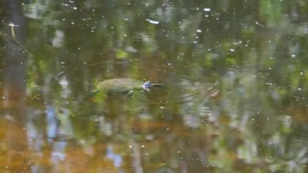 River Turtle Swims on the Water Surface in the Wild Nature — Stock Video