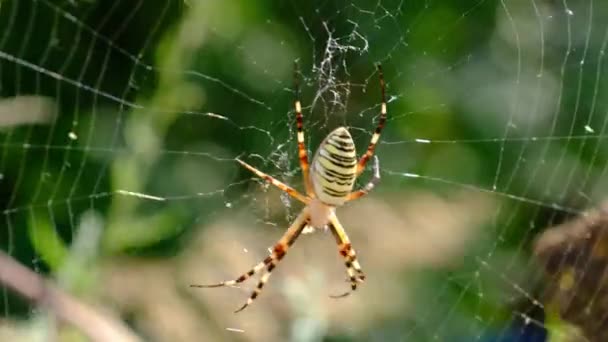 Große Spinnen in Großaufnahme im Netz vor dem Hintergrund grüner Natur im Wald — Stockvideo