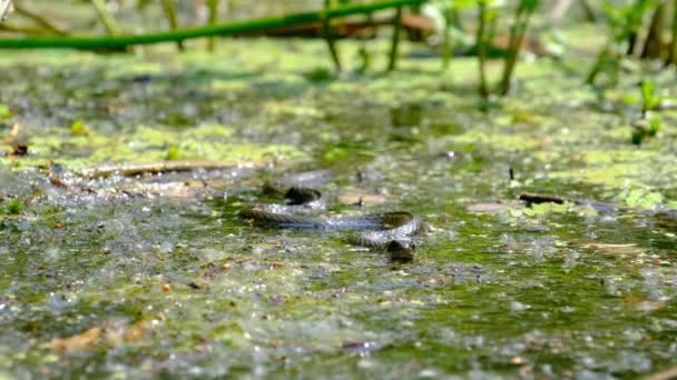 Retrato de la serpiente en los matorrales del pantano y las algas, Primer plano, serpiente en el río — Vídeo de stock