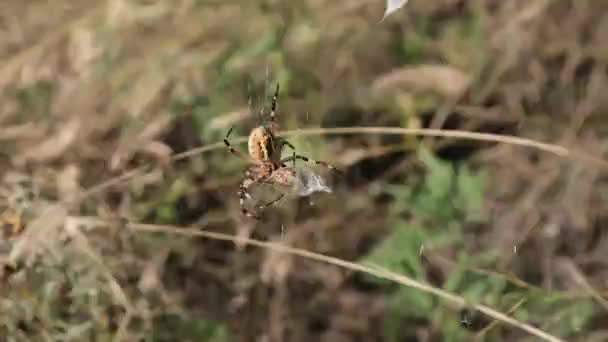 クモは網でトンボをキャッチし、繭でそれを包みます,スローモーション — ストック動画
