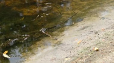 Nehir kıyısında sürünen yılan, suda engerek