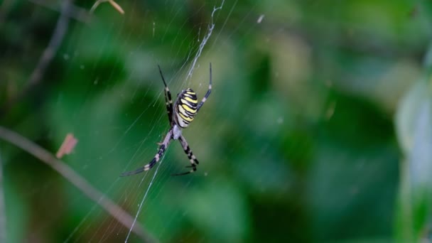 森林绿色自然背景下的大型蜘蛛网特写 — 图库视频影像