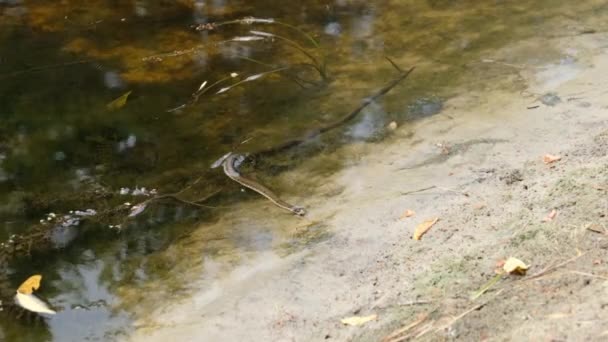 Пливки змії вздовж берега річки, Гадюка у воді — стокове відео