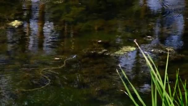 Serpiente nada en el río a través de matorrales de pantano y algas, Primer plano. — Vídeo de stock