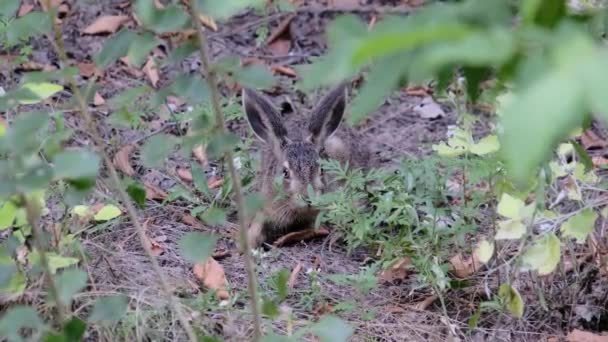 Wild Hare zit in de bosjes, Close-up, Gray Rabbit Ga zitten in het bos — Stockvideo