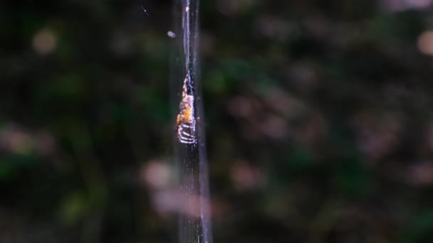 Spider Araneus zbliżenie w sieci na tle zielonej przyrody — Wideo stockowe