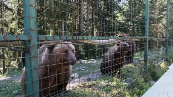 Gli orsi bruni stanno sulle zampe posteriori dietro una recinzione in una riserva dello zoo — Video Stock