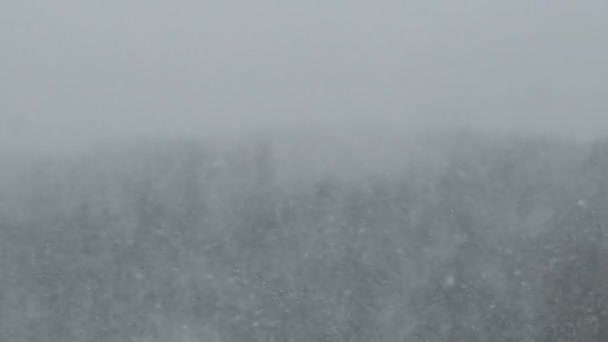 Neve pesada no fundo da floresta de inverno, tempestade de neve, nevasca — Vídeo de Stock
