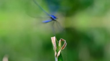 Nehir kenarındaki Yeşil Doğa 'da bir şubede Mavi Yusufçuk, yakın plan.