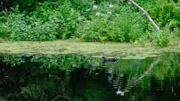 Pato nada ao longo de um rio puro com vegetação verde — Vídeo de Stock