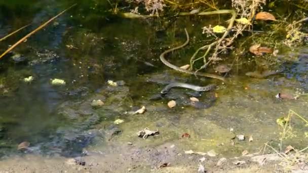 Snake striscia in palude attraverso paludi Thickets e alghe, primo piano — Video Stock
