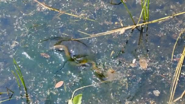 Serpiente en los matorrales del pantano y algas acuáticas, Primer plano, Serpiente en el río — Vídeo de stock
