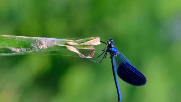 河畔绿色自然分支上的垂直视频蓝蜻蜓，特写 — 图库视频影像