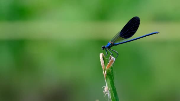 Blue Dragonfly on a Branch in Green Nature by the River, Close-up — Stock Video