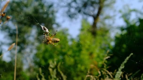 Pók fog egy szitakötő egy hálóban, és betekeri a gubóba, Lassú mozgás — Stock videók