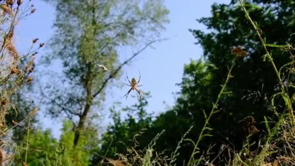 Grande aranha Close-up em uma teia contra um fundo de natureza verde na floresta — Vídeo de Stock