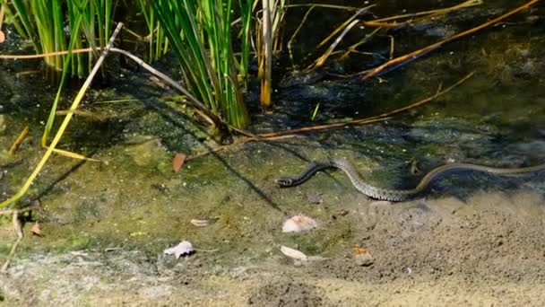 Wąż czołga się wzdłuż brzegu rzeki przez zarośla bagienne i glony, zbliżenie — Wideo stockowe