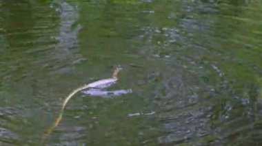 Yılan Nehirde Yüzüyor Bataklık Çalılıkları ve Algler 'in içinden, Yakın plan.