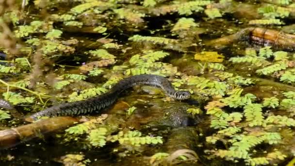 蛇在沼泽灌丛中的画像和藻类、特写、河里的蛇 — 图库视频影像