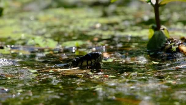 Portret van slang in moerasstruiken en algen, close-up, slang in de rivier — Stockvideo