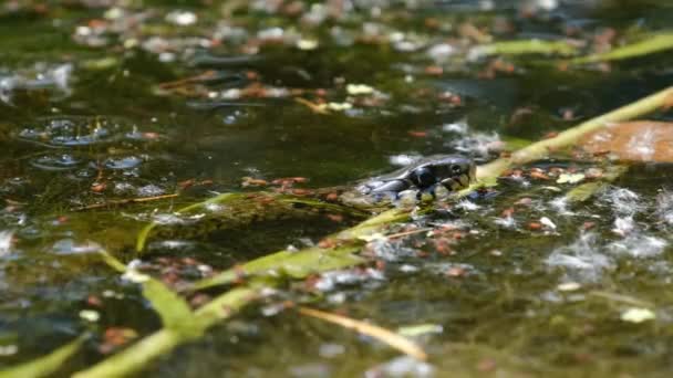 Porträt der Schlange in Sumpfdickicht und Algen, Nahaufnahme, Schlange im Fluss — Stockvideo