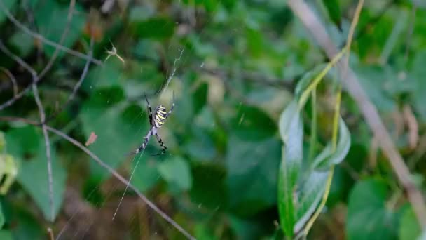 Grande aranha Close-up em uma teia contra um fundo de natureza verde na floresta — Vídeo de Stock