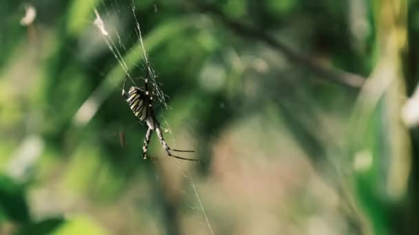Grote spin close-up op een web tegen een achtergrond van groene natuur in het bos — Stockvideo