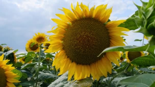 Slunečnice kvetoucí na poli na pozadí oblohy v letní den, close-up — Stock video