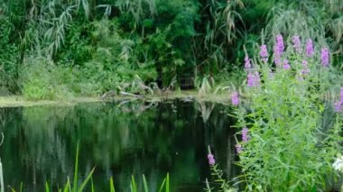 Nehir kenarındaki güzel yeşil doğa Yazın çiçek açan pembe bitkilerle
