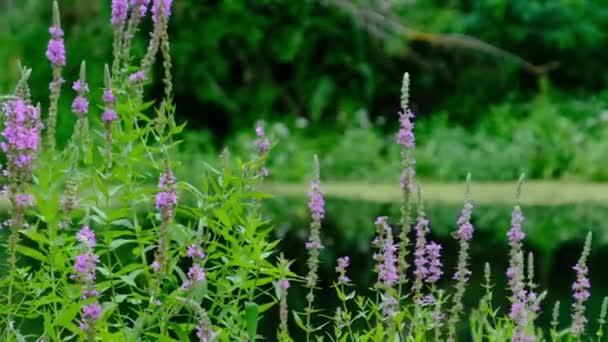 Mooie groene natuur aan de rivier met bloeiende roze planten in de zomer — Stockvideo