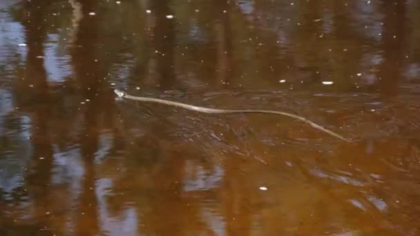 Serpente Nuota nel fiume attraverso paludi Thickets e alghe, Primo piano. — Video Stock