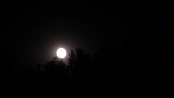 Luna Plină se mișcă în spatele siluetelor copacilor noaptea — Videoclip de stoc
