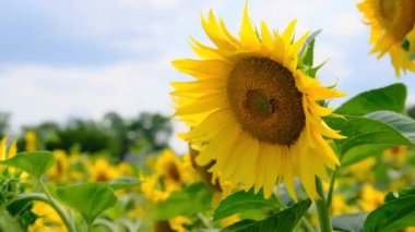 Ayçiçeği tarlada ve arı üzerinde sürünüyor Gökyüzü Arkaplanı 'nda, yakın plan