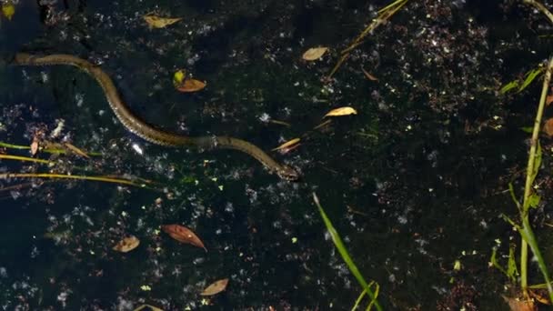 Snake in Swamp Thickets and Water Algae, Close-up, Serpent in River — Stock Video