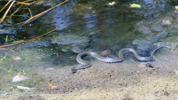 Snake Crawls in Marsh through Swamp Thickets and Algae, Close-up — Vídeo de Stock