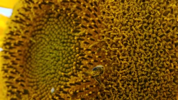 Slunečnice na poli a včela plazí na to na pozadí oblohy, Close-up — Stock video