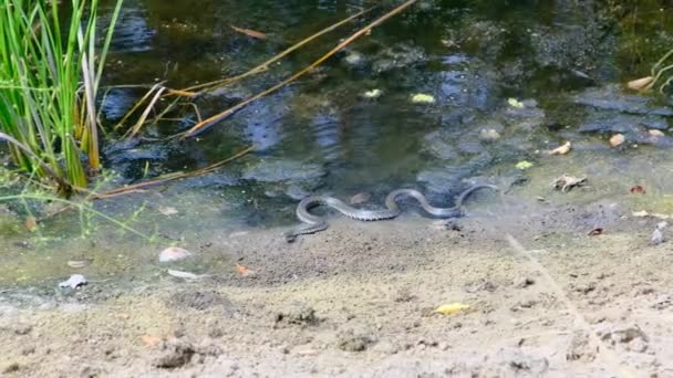 Had se plazí podél břehu řeky bažinatými houštinami a řasami, zblízka — Stock video