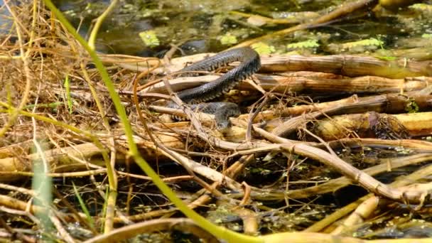 Портрет змеи в болотах и водорослях, крупный план, змея в реке — стоковое видео