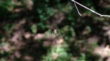 Örümcek Araneus Yeşil Doğanın Arkaplanına Karşı Bir Web 'de Yakın plan