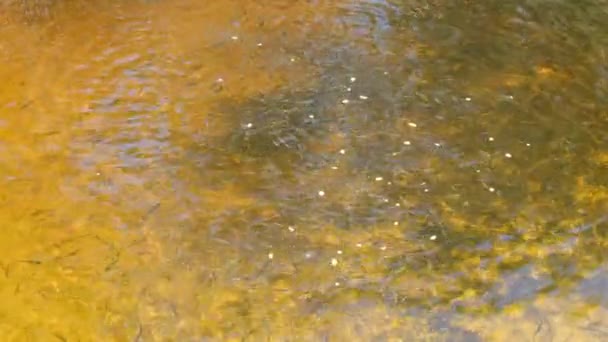 Lote de peces pequeños nadan cerca de la superficie del agua y comen pan — Vídeos de Stock