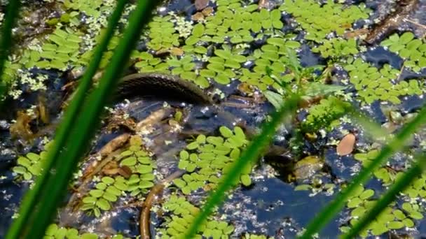 Змія в болотистих кониках і водних альгах, зблизька, змія в річці — стокове відео