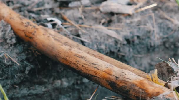 Un montón de hormigas se mueven en un palo sobre un acantilado en el suelo, de cerca — Vídeos de Stock