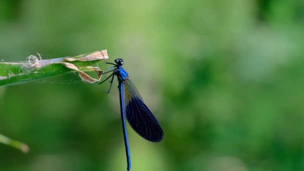 Libélula azul em uma filial na natureza verde junto ao rio, Close-up — Vídeo de Stock