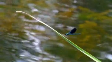 Nehir kenarındaki Yeşil Doğa 'da bir şubede Mavi Yusufçuk, yakın plan.