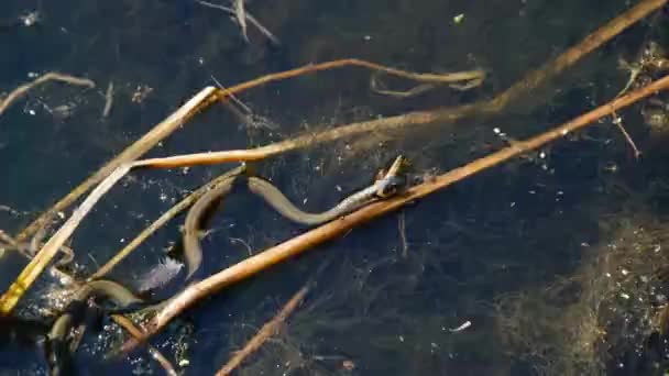 Orm kryper i sumpmark genom träsk biljetter och alger, närbild — Stockvideo
