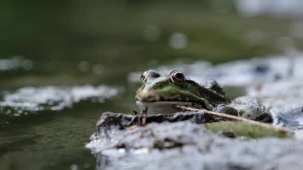 Portrait de grenouille assis au bord de la rivière, Gros plan — Video