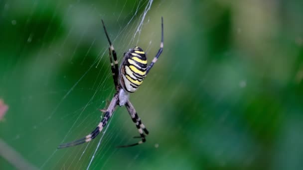 Large Spider Close-up on a Web against a Background of Green Nature in Forest — Stock Video