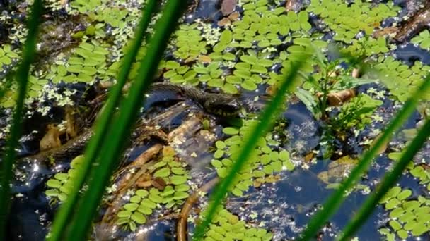 Serpiente en los matorrales del pantano y algas acuáticas, Primer plano, Serpiente en el río — Vídeos de Stock