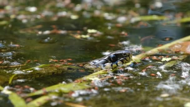 Retrato de la serpiente en los matorrales del pantano y las algas, Primer plano, serpiente en el río — Vídeos de Stock